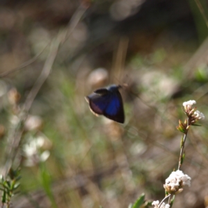 Erina hyacinthina at Kambah, ACT - 25 Sep 2022 02:49 PM