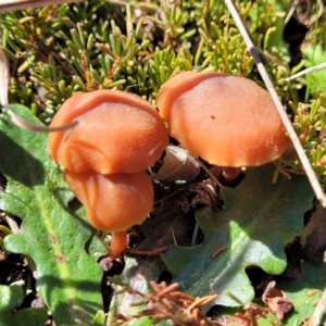 Laccaria sp. at Dry Plain, NSW - 25 Sep 2022 11:10 AM