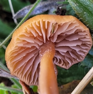 Laccaria sp. at Dry Plain, NSW - 25 Sep 2022