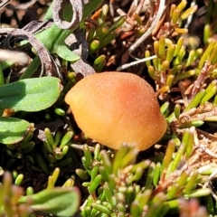 Laccaria sp. at Dry Plain, NSW - 25 Sep 2022 11:10 AM