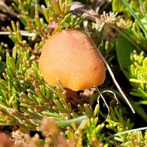 Laccaria sp. at Dry Plain, NSW - 25 Sep 2022