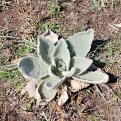 Verbascum thapsus subsp. thapsus (Great Mullein, Aaron's Rod) at Top Hut TSR - 25 Sep 2022 by trevorpreston