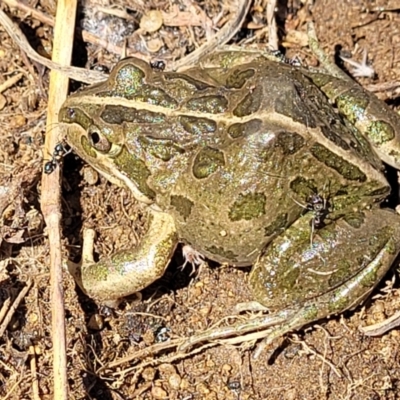 Limnodynastes tasmaniensis (Spotted Grass Frog) at Dry Plain, NSW - 25 Sep 2022 by trevorpreston