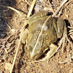 Limnodynastes tasmaniensis at Dry Plain, NSW - 25 Sep 2022