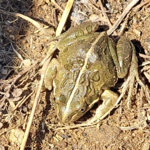 Limnodynastes tasmaniensis at Dry Plain, NSW - 25 Sep 2022 11:07 AM