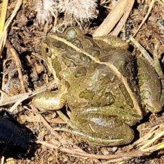 Limnodynastes tasmaniensis at Dry Plain, NSW - 25 Sep 2022