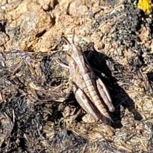 Perala viridis at Dry Plain, NSW - 25 Sep 2022
