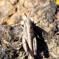 Perala viridis at Dry Plain, NSW - 25 Sep 2022 11:05 AM