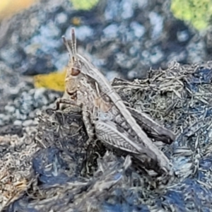 Perala viridis at Dry Plain, NSW - 25 Sep 2022 11:05 AM