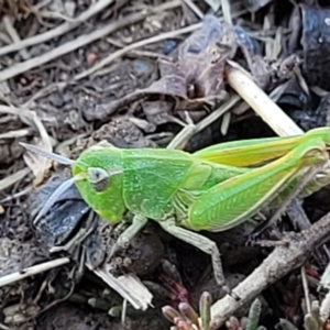 Perala viridis at Dry Plain, NSW - 25 Sep 2022 11:04 AM