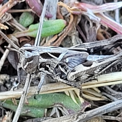 Perala viridis (Spring buzzer) at Dry Plain, NSW - 25 Sep 2022 by trevorpreston