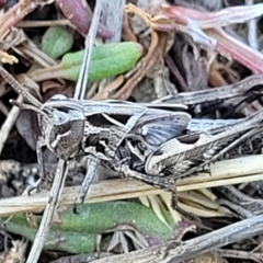 Perala viridis (Spring buzzer) at Dry Plain, NSW - 25 Sep 2022 by trevorpreston