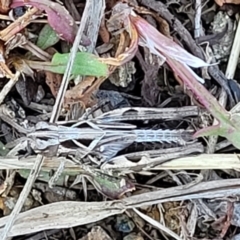 Perala viridis at Dry Plain, NSW - 25 Sep 2022 11:04 AM