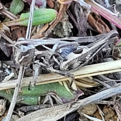 Perala viridis at Dry Plain, NSW - 25 Sep 2022