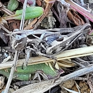 Perala viridis at Dry Plain, NSW - 25 Sep 2022 11:04 AM