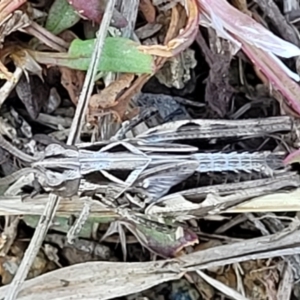 Perala viridis at Dry Plain, NSW - 25 Sep 2022 11:04 AM