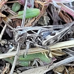 Perala viridis at Dry Plain, NSW - 25 Sep 2022 11:04 AM