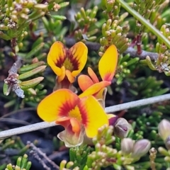 Dillwynia prostrata (Matted Parrot-pea) at Dry Plain, NSW - 25 Sep 2022 by trevorpreston