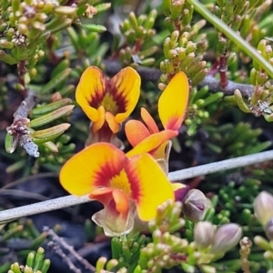 Dillwynia prostrata at Dry Plain, NSW - 25 Sep 2022