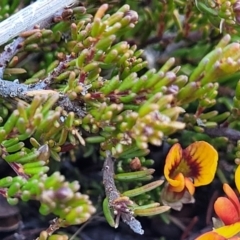 Dillwynia prostrata at Dry Plain, NSW - 25 Sep 2022
