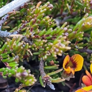 Dillwynia prostrata at Dry Plain, NSW - 25 Sep 2022