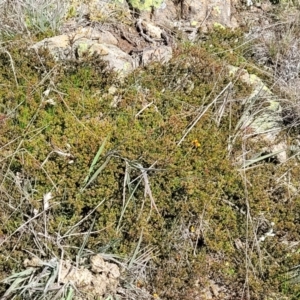 Dillwynia prostrata at Dry Plain, NSW - 25 Sep 2022