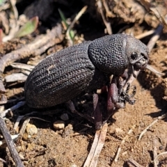 Amycterus abnormis (Ground weevil) at Top Hut TSR - 25 Sep 2022 by trevorpreston