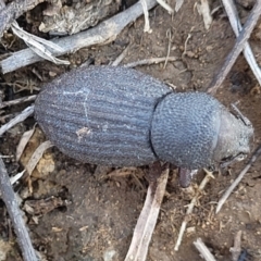 Amycterus abnormis at Dry Plain, NSW - 25 Sep 2022