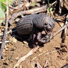 Amycterus abnormis at Dry Plain, NSW - 25 Sep 2022 11:01 AM