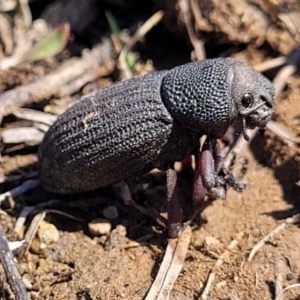 Amycterus abnormis at Dry Plain, NSW - 25 Sep 2022 11:01 AM