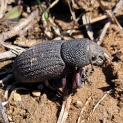 Amycterus abnormis at Dry Plain, NSW - 25 Sep 2022 11:01 AM