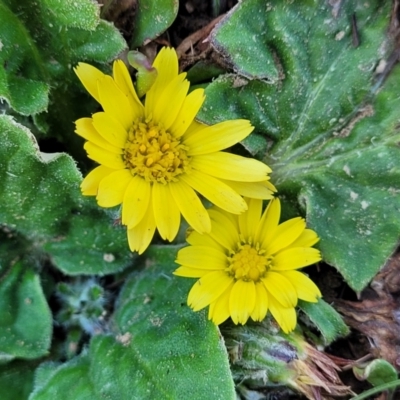 Cymbonotus sp. (preissianus or lawsonianus) (Bears Ears) at Top Hut TSR - 25 Sep 2022 by trevorpreston