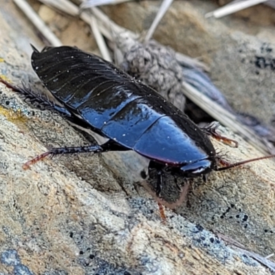 Platyzosteria sp. (genus) (Litter runner cockroach) at Top Hut TSR - 25 Sep 2022 by trevorpreston