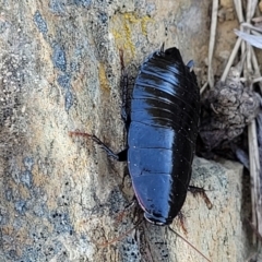 Platyzosteria sp. (genus) at Dry Plain, NSW - 25 Sep 2022