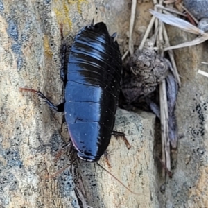 Platyzosteria sp. (genus) at Dry Plain, NSW - 25 Sep 2022 10:14 AM