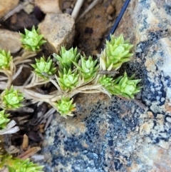 Scleranthus diander (Many-flowered Knawel) at Top Hut TSR - 25 Sep 2022 by trevorpreston