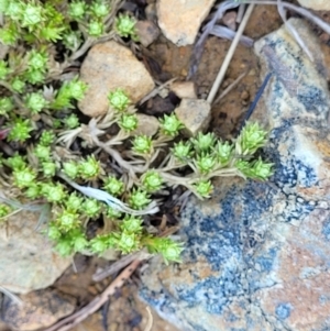 Scleranthus diander at Dry Plain, NSW - 25 Sep 2022