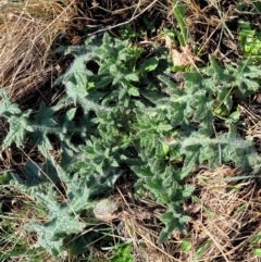 Cirsium vulgare (Spear Thistle) at Top Hut TSR - 25 Sep 2022 by trevorpreston