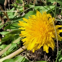 Taraxacum sect. Taraxacum (Dandelion) at Top Hut TSR - 25 Sep 2022 by trevorpreston