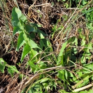 Taraxacum sect. Taraxacum at Dry Plain, NSW - 25 Sep 2022