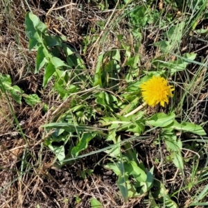 Taraxacum sect. Taraxacum at Dry Plain, NSW - 25 Sep 2022