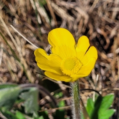 Ranunculus lappaceus (Australian Buttercup) at Top Hut TSR - 25 Sep 2022 by trevorpreston