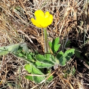 Ranunculus lappaceus at Dry Plain, NSW - 25 Sep 2022