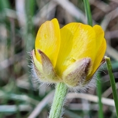 Ranunculus lappaceus (Australian Buttercup) at Top Hut TSR - 25 Sep 2022 by trevorpreston