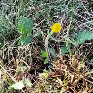 Ranunculus lappaceus at Dry Plain, NSW - 25 Sep 2022