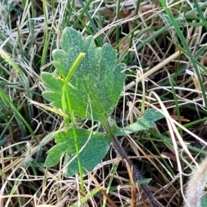 Ranunculus lappaceus at Dry Plain, NSW - 25 Sep 2022