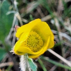 Ranunculus lappaceus at Dry Plain, NSW - 25 Sep 2022 10:03 AM