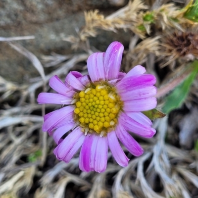 Calotis glandulosa (Mauve Burr-daisy) at Dry Plain, NSW - 25 Sep 2022 by trevorpreston