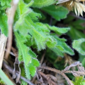 Calotis glandulosa at Dry Plain, NSW - 25 Sep 2022