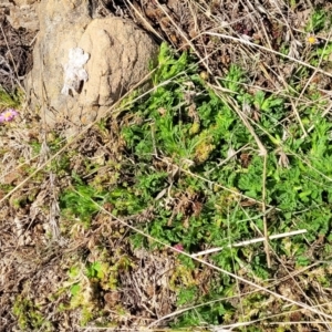 Calotis glandulosa at Dry Plain, NSW - 25 Sep 2022